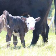 baby cow