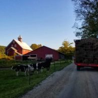 Heading to the barn